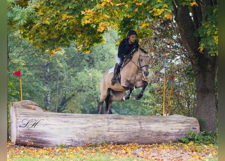 German Riding Horse, Gelding, 10 years, 15.2 hh, Buckskin