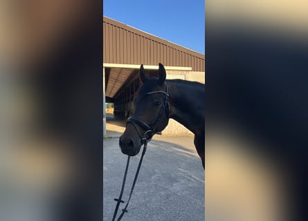 German Riding Horse, Gelding, 10 years, 16,1 hh, Bay-Dark