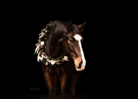 German Riding Horse, Gelding, 10 years, 16.2 hh, Bay-Dark