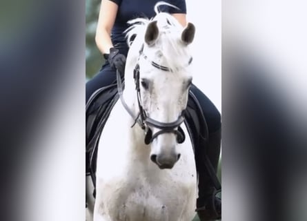German Riding Horse, Gelding, 10 years, 16.3 hh, Gray-Fleabitten