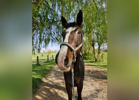 German Riding Horse, Gelding, 10 years, 16,2 hh, Bay-Dark