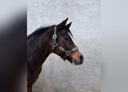 German Riding Horse, Gelding, 12 years, 14.2 hh, Brown