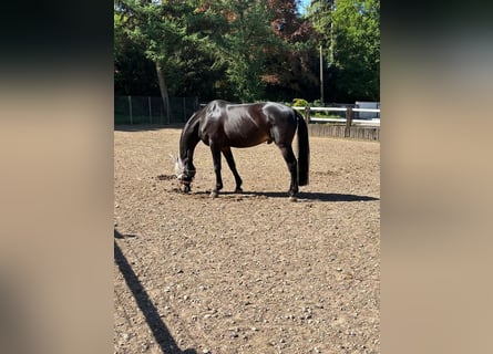 German Riding Horse, Gelding, 16 years, 16.3 hh, Black