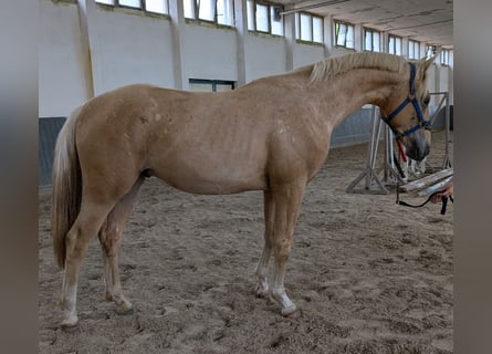 German Riding Horse, Gelding, 3 years, 15.3 hh, Palomino