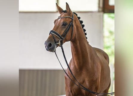 German Riding Horse, Gelding, 3 years, 16.1 hh, Brown