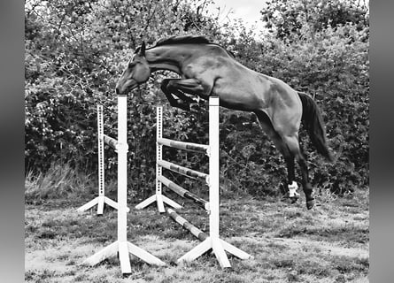 German Riding Horse, Gelding, 3 years, 16.3 hh, Brown