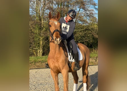 German Riding Horse, Gelding, 3 years, 16,1 hh, Chestnut-Red