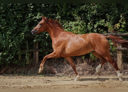 German Riding Horse, Gelding, 3 years, 16,1 hh, Chestnut-Red