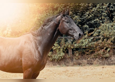 German Riding Horse, Gelding, 3 years, 16,1 hh, Smoky-Black