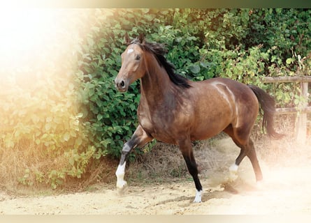 German Riding Horse, Gelding, 3 years, 16,2 hh, Brown