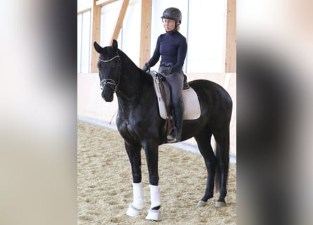 German Riding Horse, Gelding, 4 years, 15,2 hh, Smoky-Black