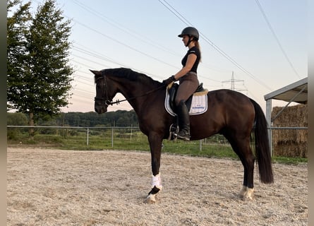 Deutsches Reitpferd, Wallach, 4 Jahre, 16,1 hh, Rappe