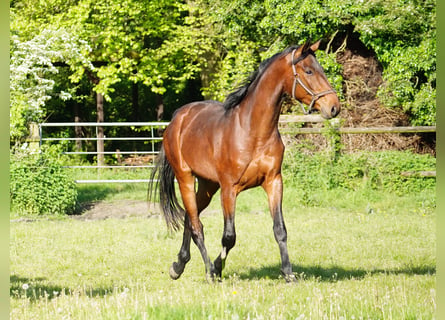 German Riding Horse, Gelding, 4 years, 16,1 hh, Brown