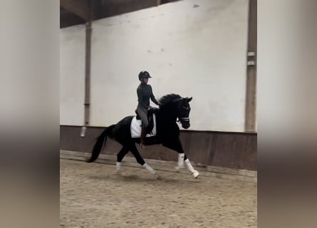 German Riding Horse, Gelding, 4 years, 16 hh, Black