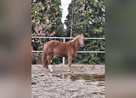 German Riding Horse, Gelding, 4 years, 16 hh, Chestnut