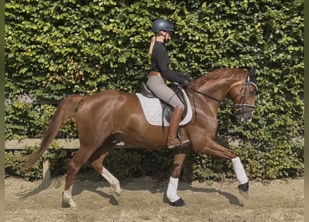 German Riding Horse, Gelding, 4 years, 16,1 hh, Chestnut-Red