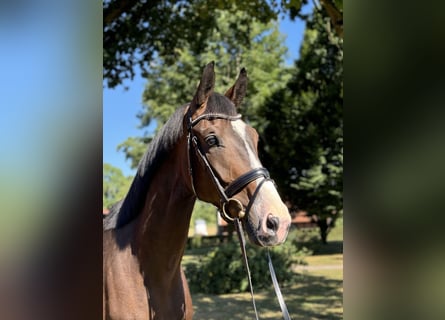 German Riding Horse, Gelding, 4 years, 17,1 hh