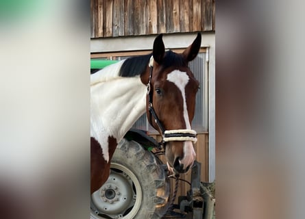 German Riding Horse, Gelding, 4 years, 18 hh, Pinto