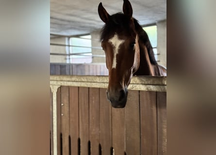 German Riding Horse, Gelding, 5 years, 15.3 hh, Brown