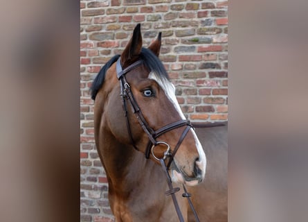 German Riding Horse, Gelding, 5 years, 16.1 hh, Brown