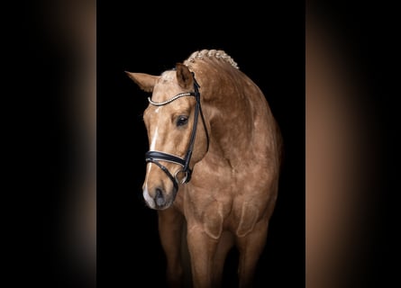 German Riding Horse, Gelding, 5 years, 16,2 hh, Palomino