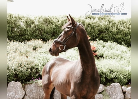 German Riding Horse, Gelding, 5 years, 16,1 hh, Smoky-Black