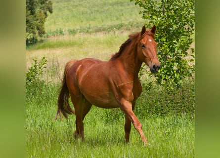 German Riding Horse, Gelding, 6 years, 15,2 hh, Chestnut-Red