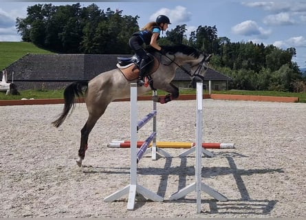 German Riding Horse, Gelding, 6 years, 16.1 hh, Grey