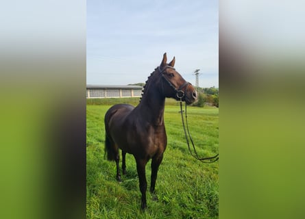German Riding Horse, Gelding, 7 years, 15.2 hh, Brown