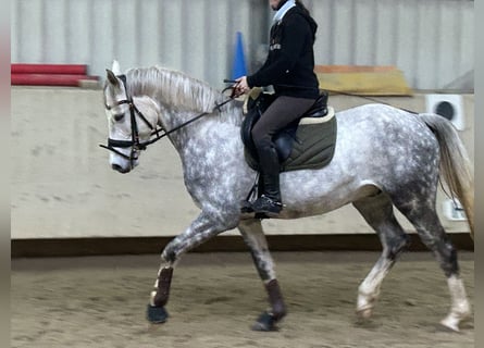 German Riding Horse, Gelding, 7 years, 15,2 hh, Grey
