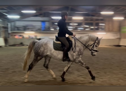German Riding Horse, Gelding, 7 years, 15,2 hh, Grey
