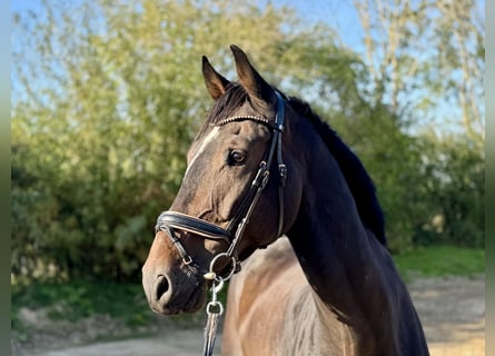 German Riding Horse, Gelding, 8 years, 17.1 hh, Bay-Dark