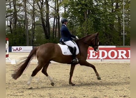 German Riding Horse, Gelding, 8 years, 17 hh, Chestnut-Red