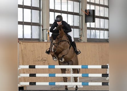 German Riding Horse, Gelding, 9 years, 16.1 hh, Chestnut