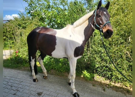 German Riding Horse, Gelding, 9 years, 16.2 hh, Pinto