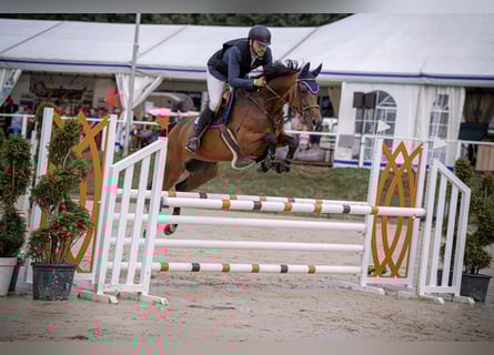 German Riding Horse, Mare, 10 years, 16,3 hh, Brown