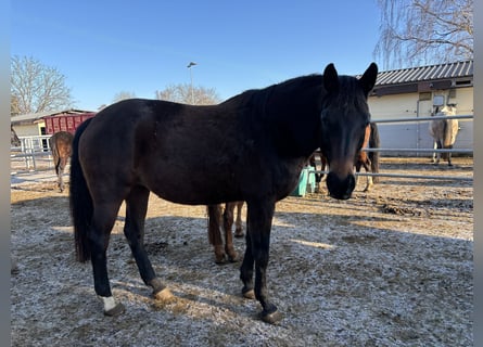 German Riding Horse, Mare, 10 years, 17,1 hh, Bay-Dark