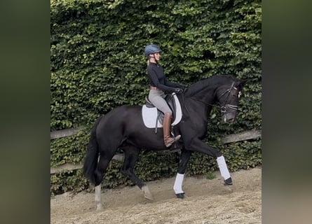 German Riding Horse, Mare, 10 years, 17,1 hh, Smoky-Black