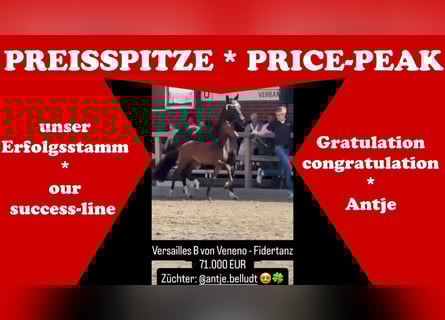 German Riding Horse, Mare, 12 years