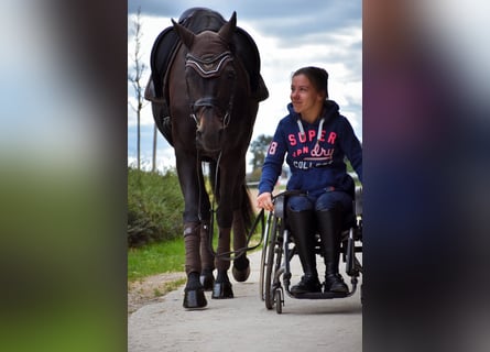 German Riding Horse, Mare, 14 years, 16 hh, Bay-Dark