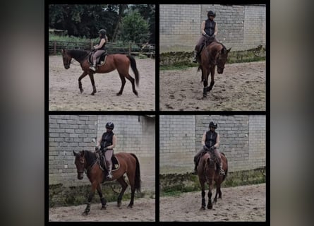 German Riding Horse, Mare, 14 years, 16 hh, Brown