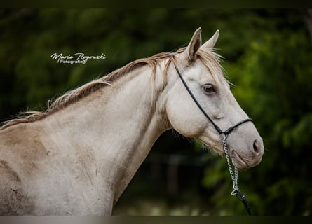 German Riding Horse, Mare, 15 years, 14.2 hh, Champagne German Riding Horse, Mare, 15 years, 14.2 hh, Champagne