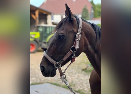 German Riding Horse, Mare, 15 years, 15,3 hh, Bay-Dark