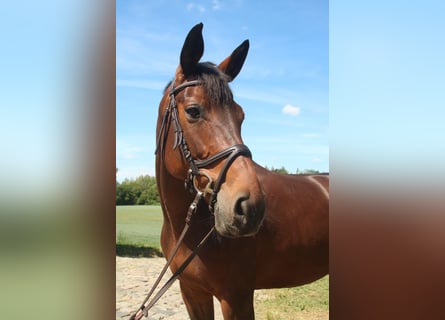 German Riding Horse, Mare, 16 years, 16.1 hh, Brown