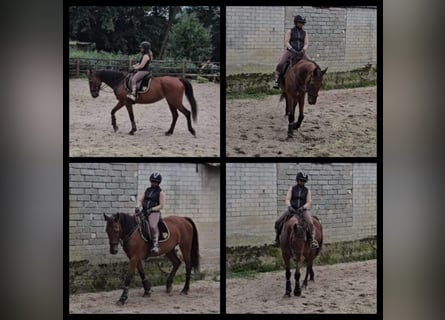 German Riding Horse, Mare, 16 years, 16 hh, Brown