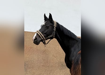German Riding Horse, Mare, 17 years, Black