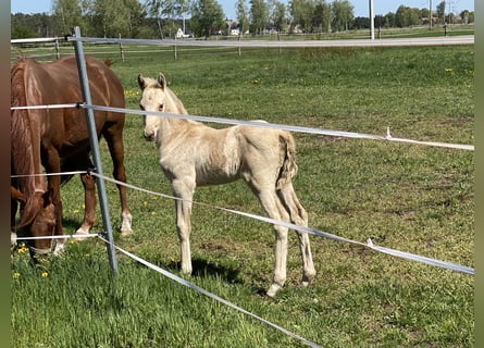 German Riding Horse, Mare, 1 year, 15,2 hh, Palomino