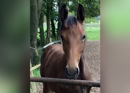 Deutsches Reitpferd, Stute, 1 Jahr, 16,2 hh, Brauner