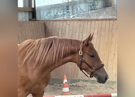 German Riding Horse, Mare, 2 years, 15,2 hh, Chestnut-Red