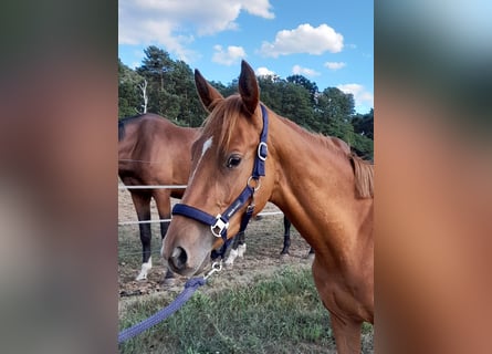 German Riding Horse, Mare, 3 years, 15.1 hh, Chestnut-Red